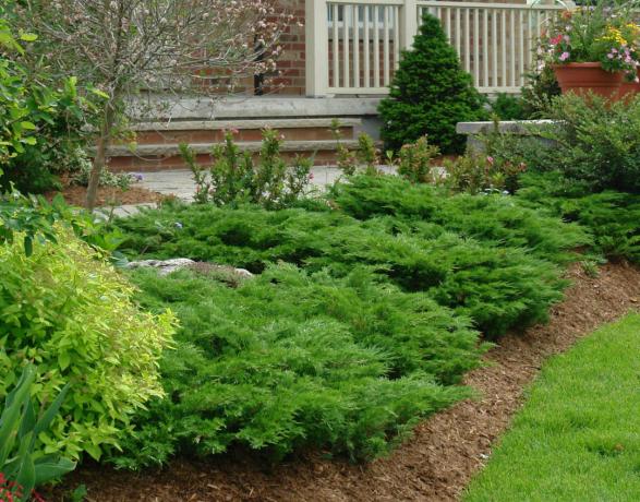 Top 10 most popular conifers, which will create a unique landscape on your site