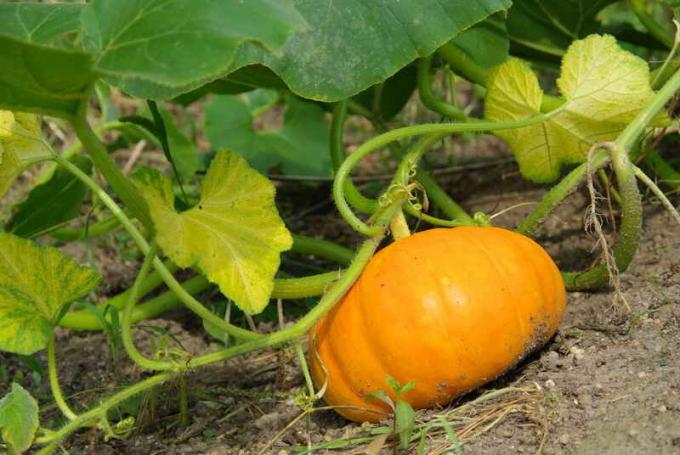 Growing pumpkins. Illustration for an article is used for a standard license © ofazende.ru