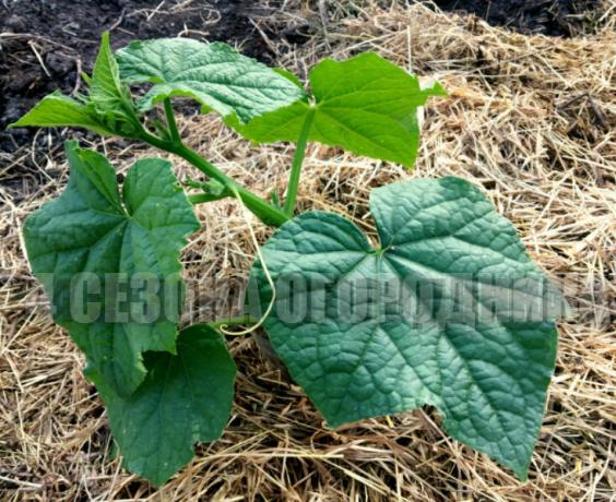 To retain moisture, cucumbers always Mulching