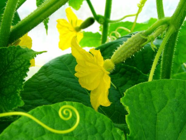 In winter, you can easily grow cucumbers on a balcony. Illustration for an article is used for a standard license © ofazende.ru