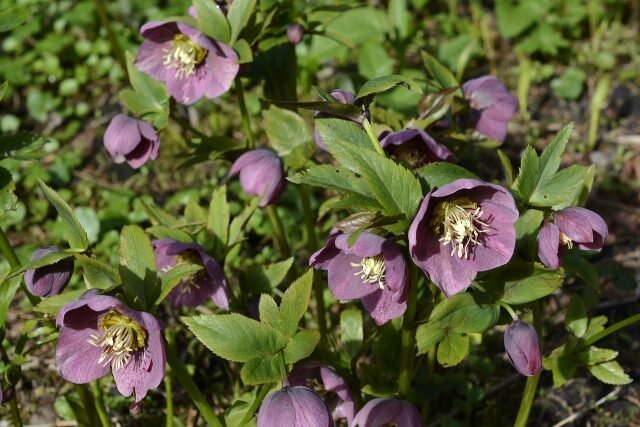 Hellebore decorate shady flower garden in spring. Illustration for this article is taken from public sources