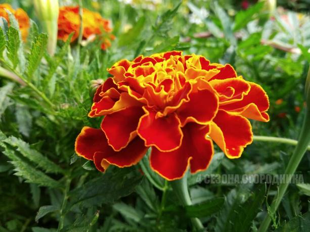 I never thought that marigolds are so useful and necessary for health. Recipes that helped me a lot (the use and application)