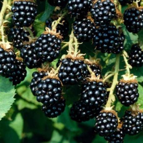 How to grow a rich crop of garden blackberry