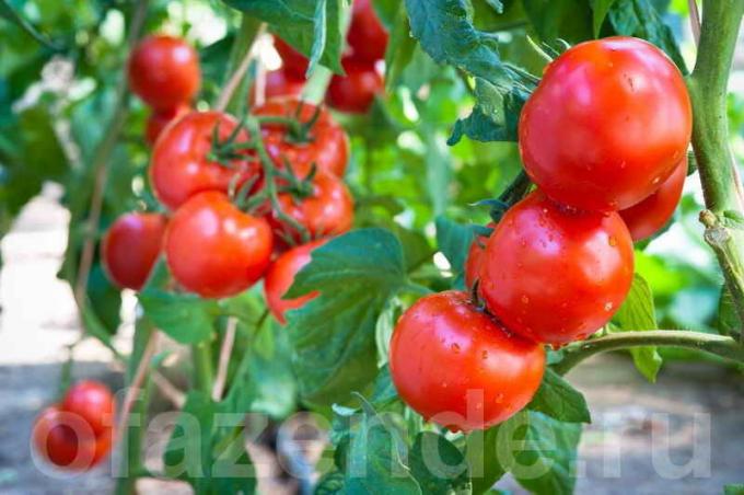 How and when to spray the tomatoes to preserve and increase the harvest