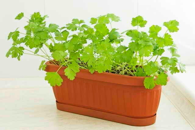 Parsley on the windowsill. Illustration for an article is used for a standard license © ofazende.ru
