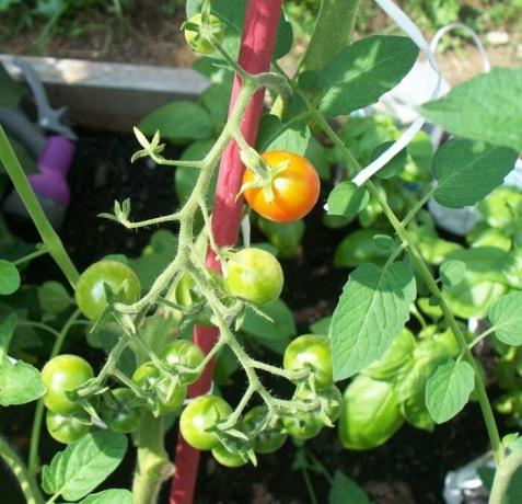 On the size of tomatoes I had to work hard. / Photo: grandmaslittlegardens.comReklama