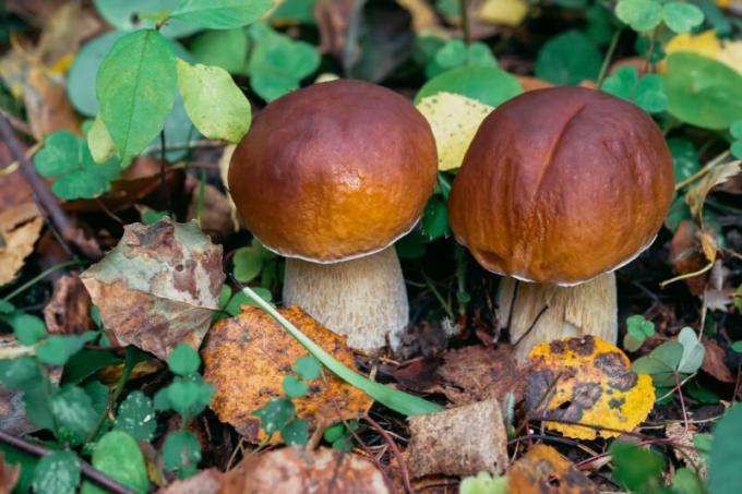 Before cooking mushrooms need to go through them, checking on edibility, rinse, boil. Illustration for an article is used for a standard license © ofazende.ru