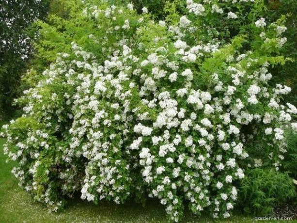 Many-flowered rose - decoration for your garden