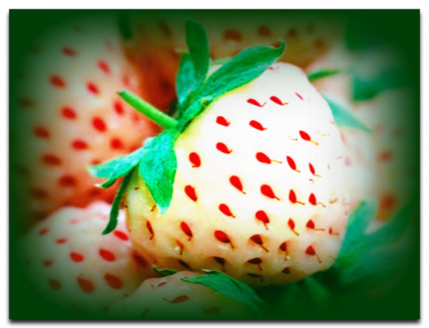 Strawberry Paynberri