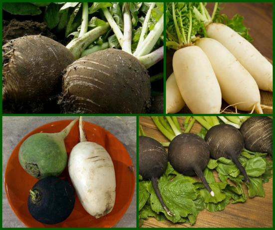 For those who are watching their health delicious. Radish - black and white gold on your garden beds. Do not forget to plant