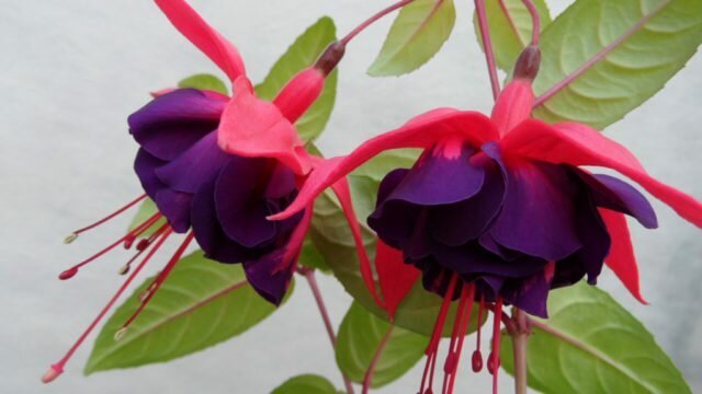 Double flowers with crimson sepals and dark purple petals