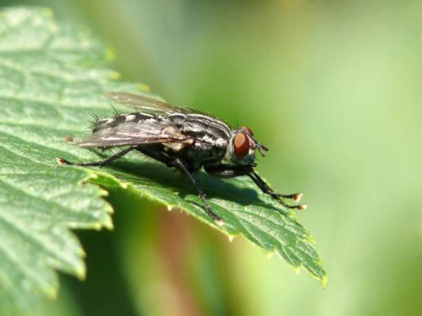 Onion fly - how to recognize and effectively on plants to fight it