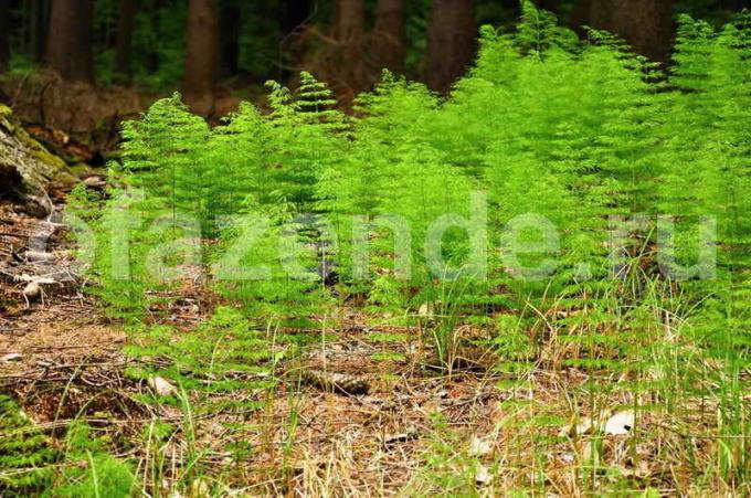 Horsetail: Types and Features of cultivation