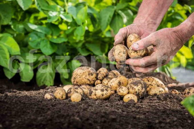 potato cultivation. Illustration for an article is used for a standard license © ofazende.ru