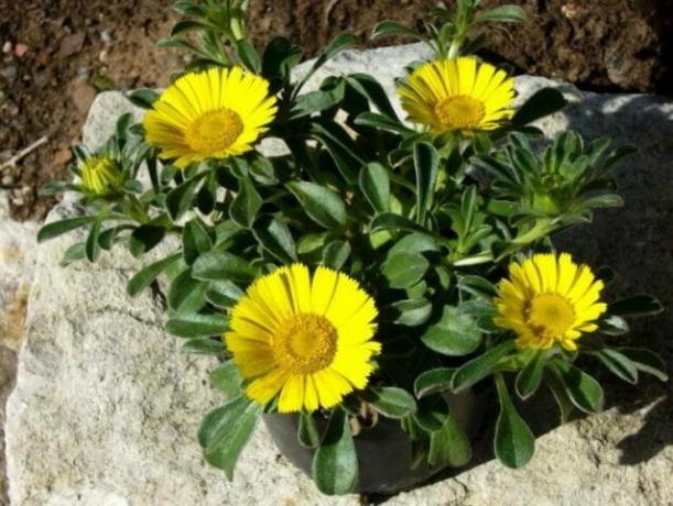Container Gardening - undemanding plants for your garden: tips to gardeners