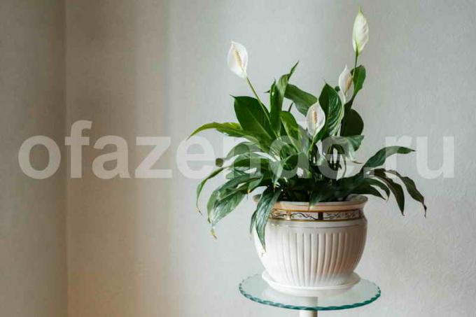 Cultivation Spathiphyllum. Illustration for an article is used for a standard license © ofazende.ru