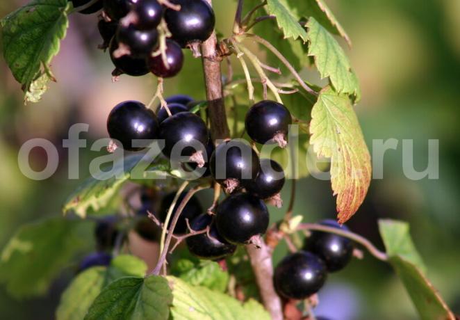 currant cultivation. Illustration for an article is used for a standard license © ofazende.ru