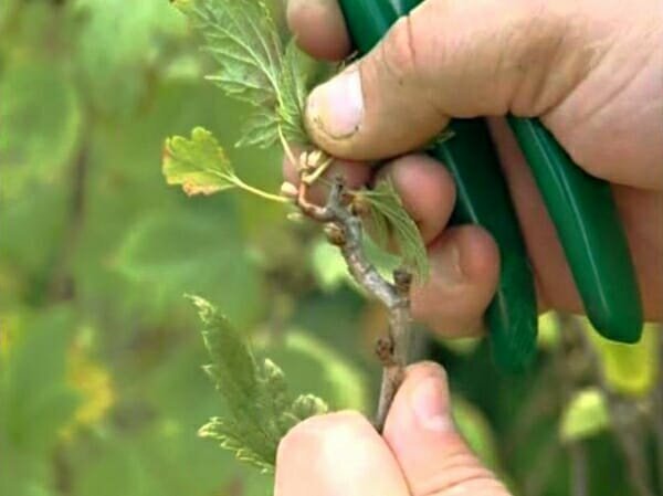 In the summer you need to cut the dried currant shoots and pinched out green spending increments