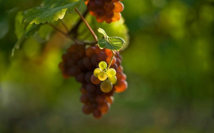 What are the 3 main rules you need to follow when planting grapes in the spring, to continue to receive big crops