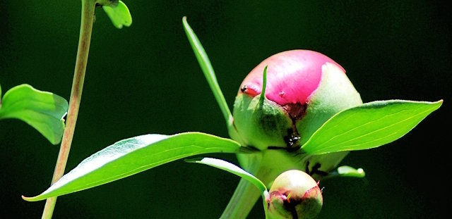5 Rules of lush flowering peonies