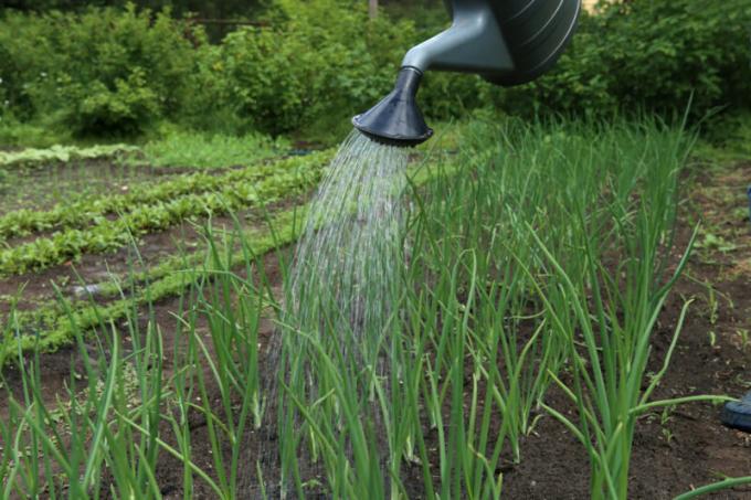 How to grow a large onion and keep it until next summer