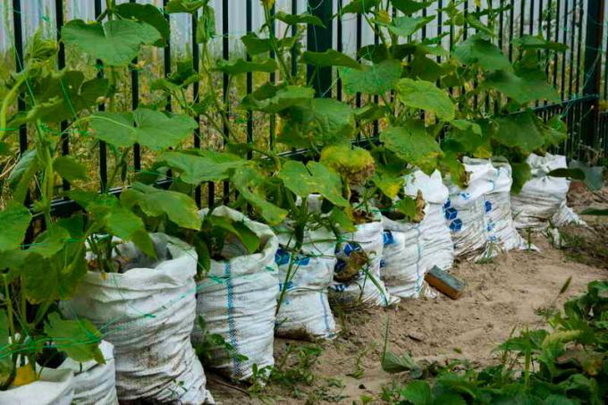 How to grow cucumbers on a thousand very small area?