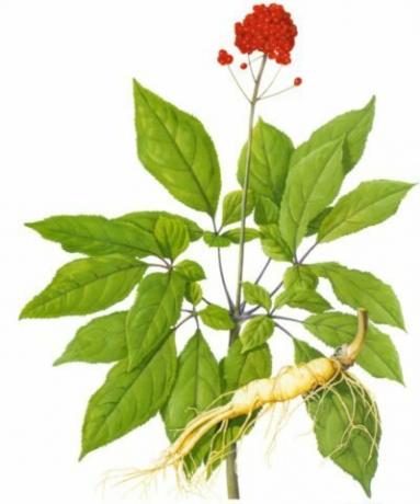 Ginseng is false. Illustration for this article is taken from public sources