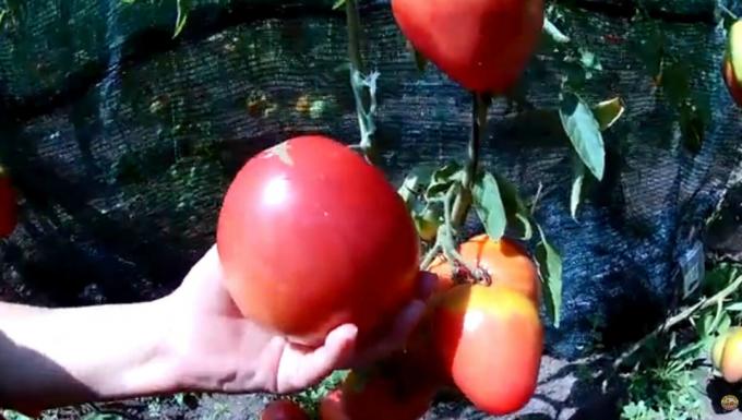 "Meat" is never too much. Top 3 most fleshy and productive varieties of tomatoes for your greenhouses and gardens