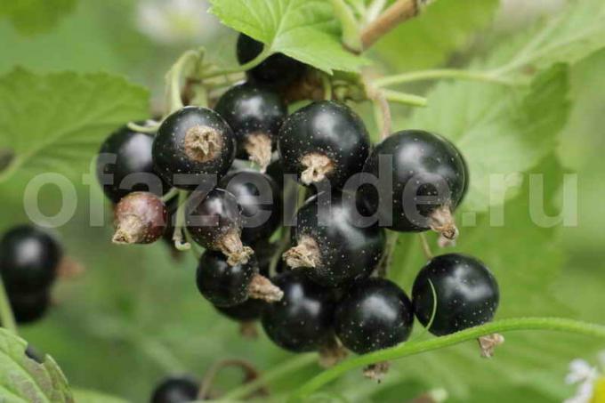 Growing black currant. Illustration for an article is used for a standard license © ofazende.ru