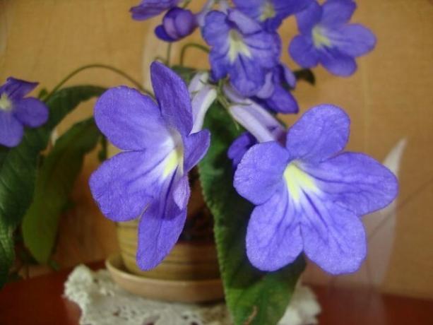 Unusual flower for home without problems: in love with him in 2018!