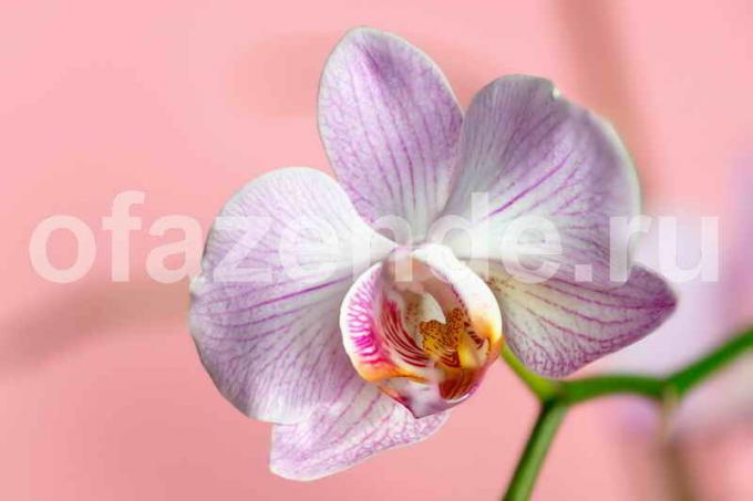 All you need to know about the flowering of orchids