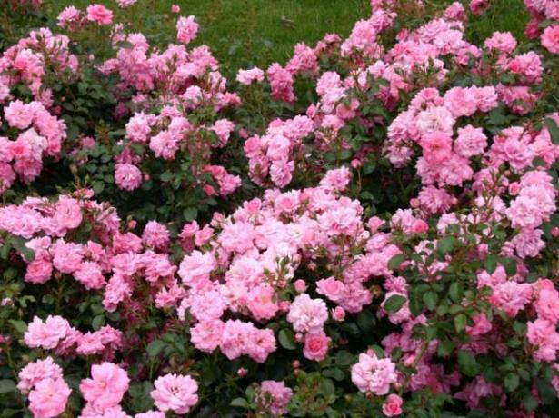 10 most hardy roses