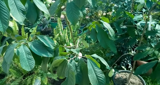 Here's a pawpaw grows container gardener from Transcarpathia