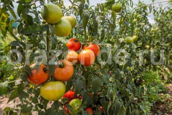 Harvest tomatoes. Illustration for an article is used for a standard license © ofazende.ru