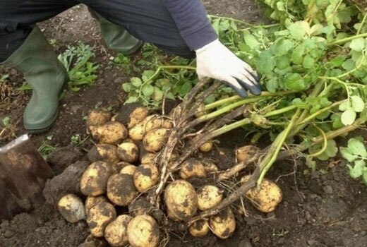 How to grow early potatoes