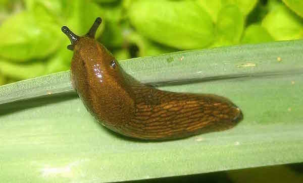 How to get rid of slugs in the garden
