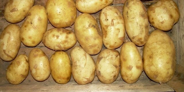 Grade potatoes "Bronnitsky"