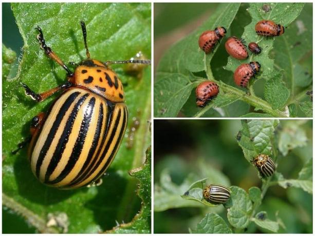 How to get rid of the Colorado potato beetle, and save the potato crop