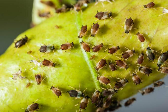 All of aphids: types, life cycle and how to deal