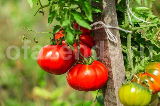 Garter tomatoes. Illustration for an article is used for a standard license © ofazende.ru