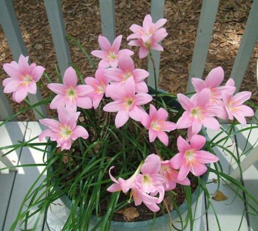 We grow zephyranthes (upstart) at home