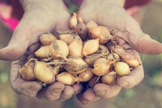 Planting onions for the winter. How to determine the grade, so as not to remain without a harvest?