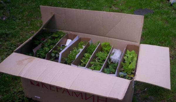 A few of my tricks transportation of seedlings to the country