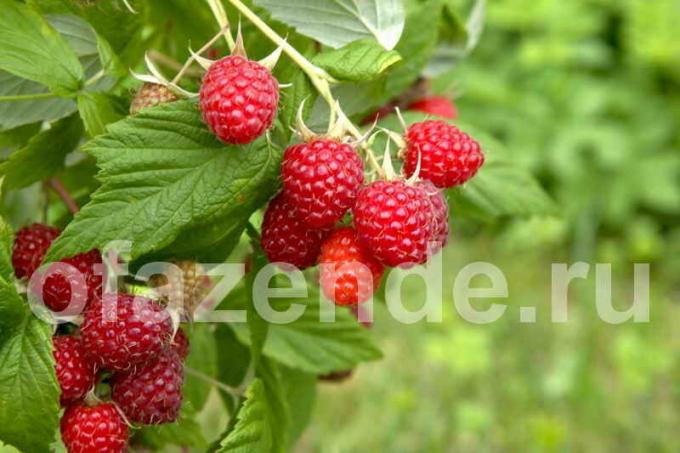A universal method of growing raspberries
