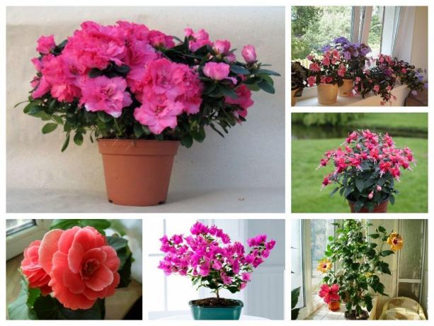 6 indoor plants with lush flowering: decoration of any home