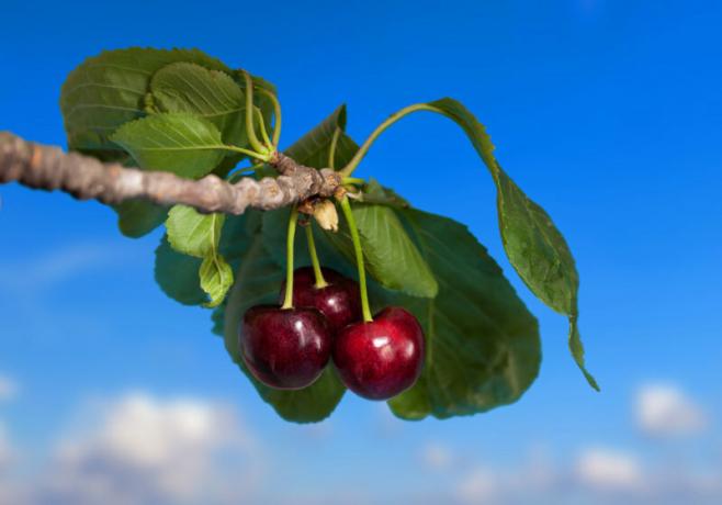 Fertilizing cherries carried same fertilizer in the same periods. Illustration for an article is used for a standard license © ofazende.ru
