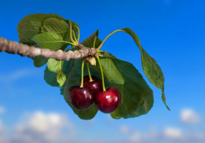 Fertilizing cherries: Options dressings