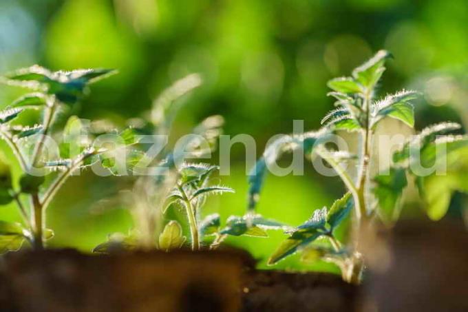 We grow tomato seedlings on milk