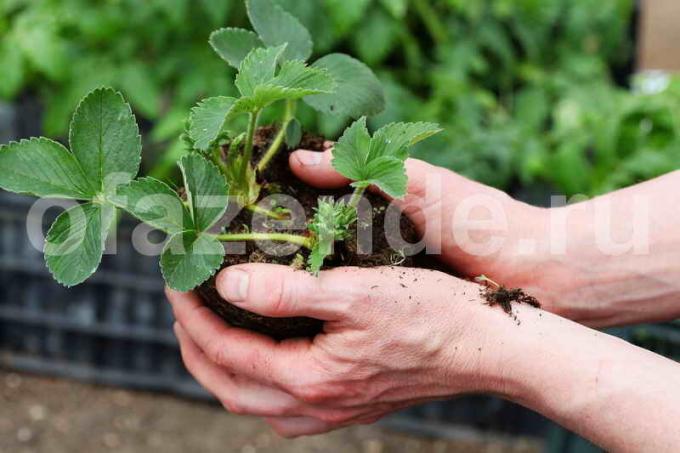 Growing strawberries. Illustration for an article is used for a standard license © delniesoveti.ru