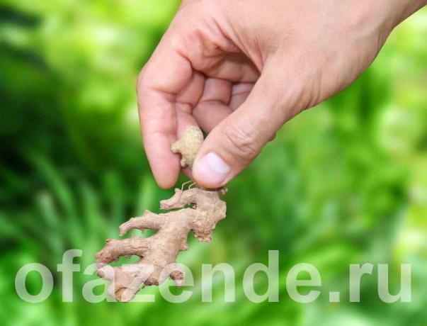 The cultivation of ginger in the home